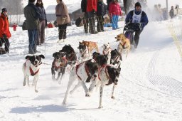Lenk 2012 SM
